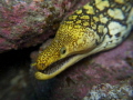   Tiger moray taken Olympus EPL3 using kit lens 1442mm. Settings were 14mm ISO 200 1EV f4 130.Taken Los Roncadores El Cabrn Gran Canaria November. E-PL3 PL3 14-42mm. 14-42mm 14 42mm. -1EV, 1EV, 1/30. 1/30 130. 30. November  